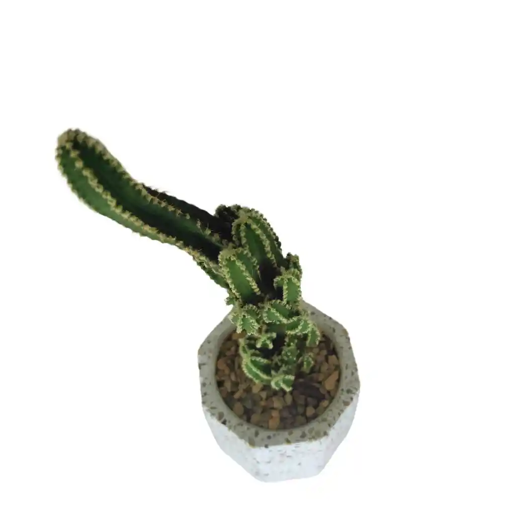 Cactus Bebe Cereus Peruvianus