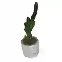 Cactus Bebe Cereus Peruvianus