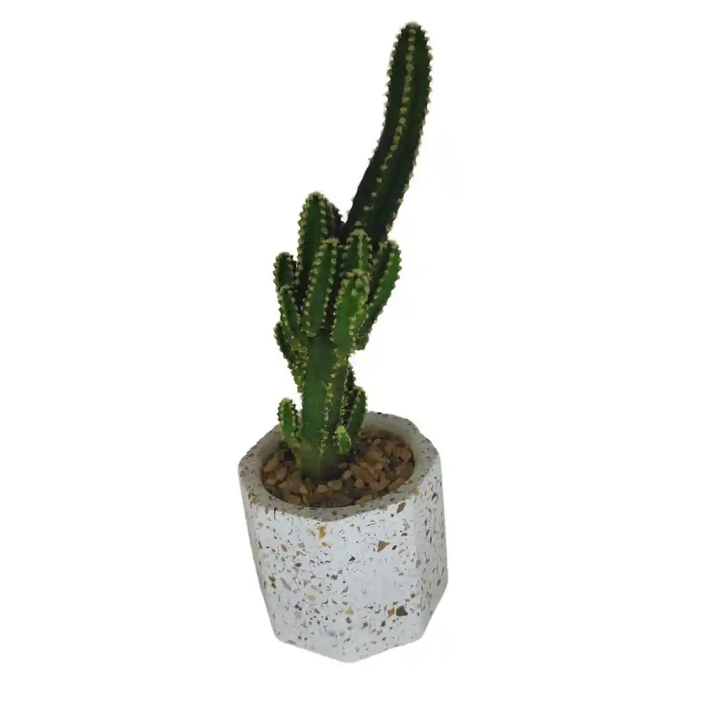 Cactus Bebe Cereus Peruvianus