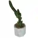 Cactus Bebe Cereus Peruvianus