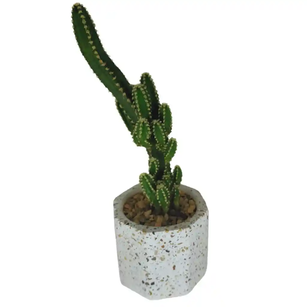 Cactus Bebe Cereus Peruvianus