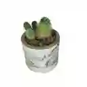 Cactus Bebe De La Familia Mammillaria