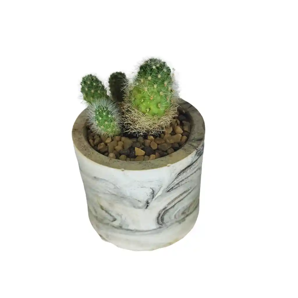 Cactus Bebe De La Familia Mammillaria