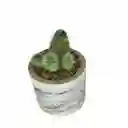 Cactus Bebe De La Familia Mammillaria