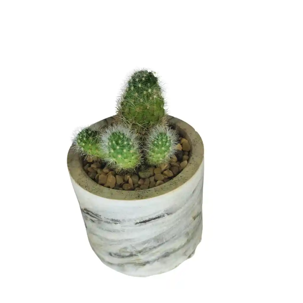 Cactus Bebe De La Familia Mammillaria