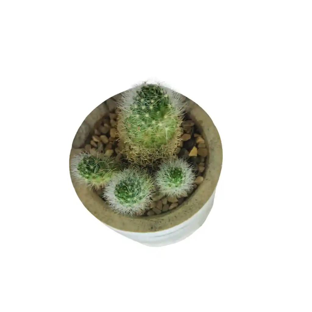 Cactus Bebe De La Familia Mammillaria