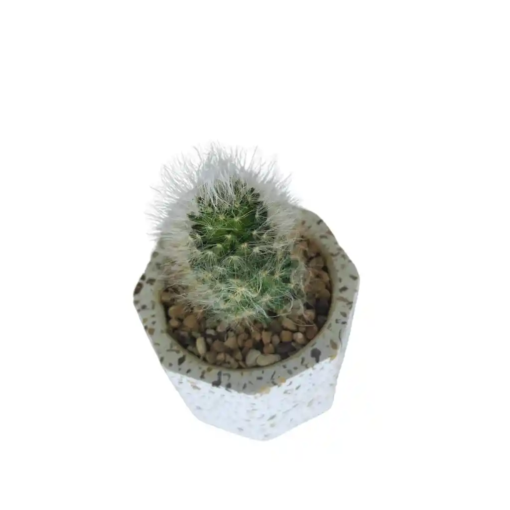 Cactus Bebe Mammillaria Plumosa
