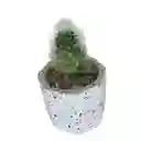 Cactus Bebe Mammillaria Plumosa