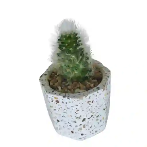 Cactus Bebe Mammillaria Plumosa