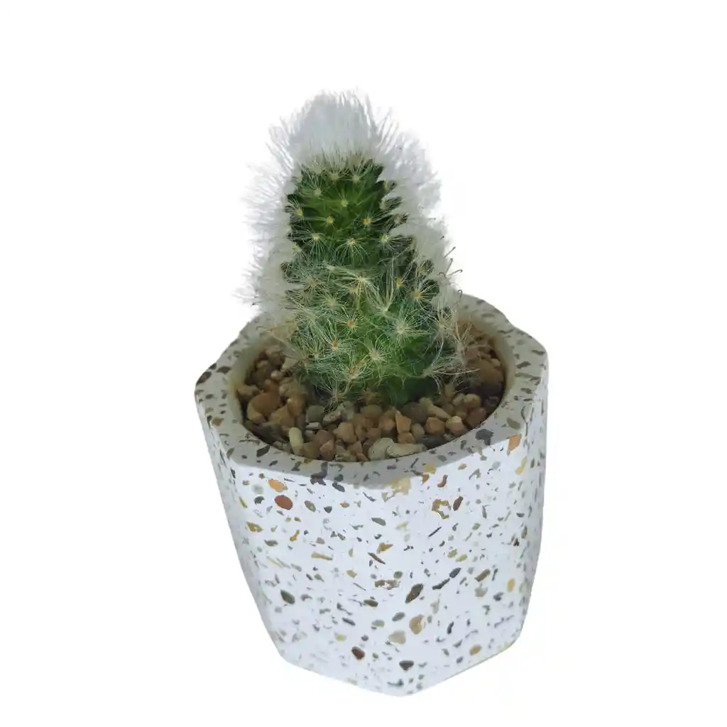 Cactus Bebe Mammillaria Plumosa