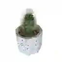 Cactus Bebe Mammillaria Plumosa