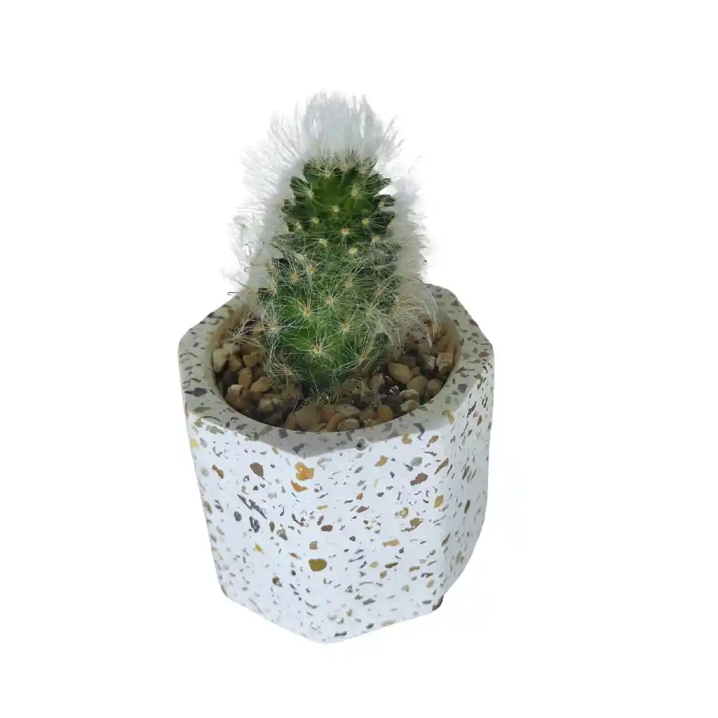 Cactus Bebe Mammillaria Plumosa