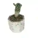 Cactus Bebe Mammillaria Vetula
