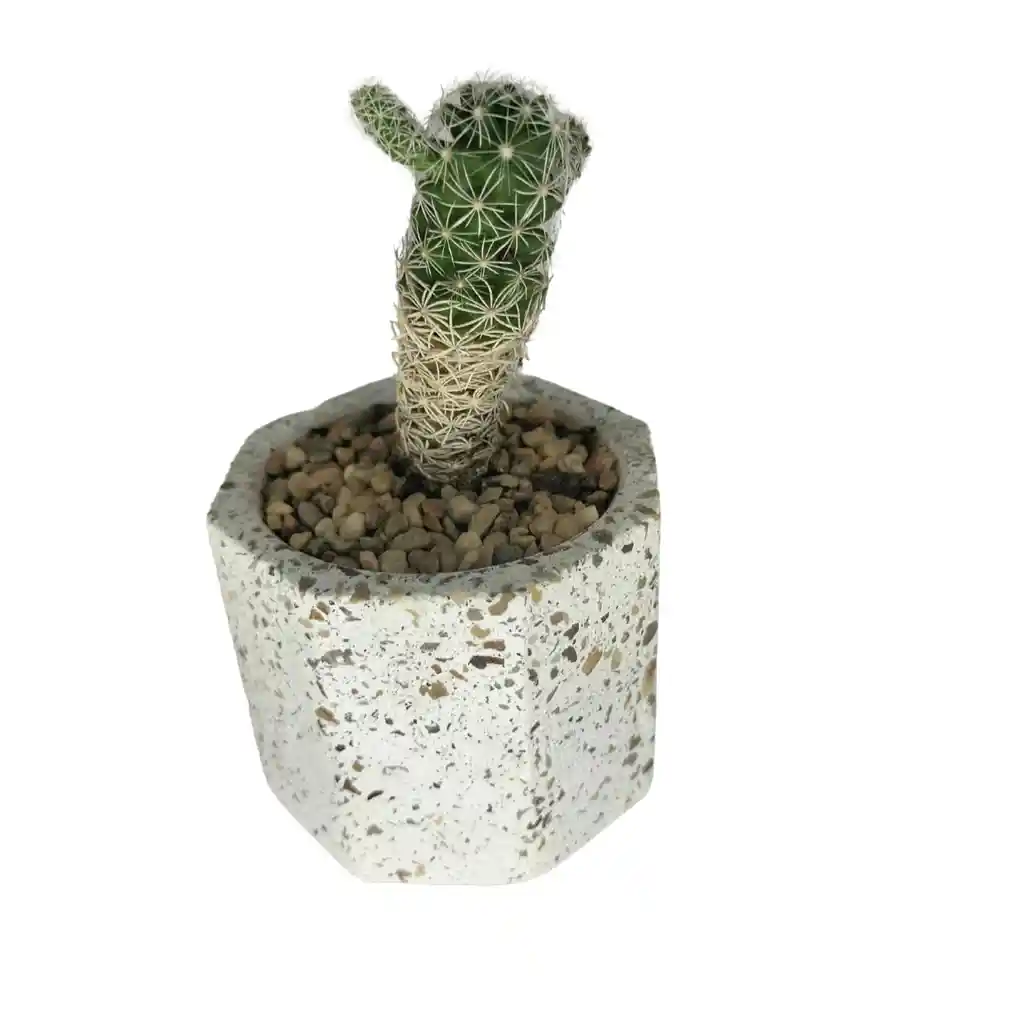 Cactus Bebe Mammillaria Vetula