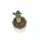 Cactus Bebe Mammillaria Vetula