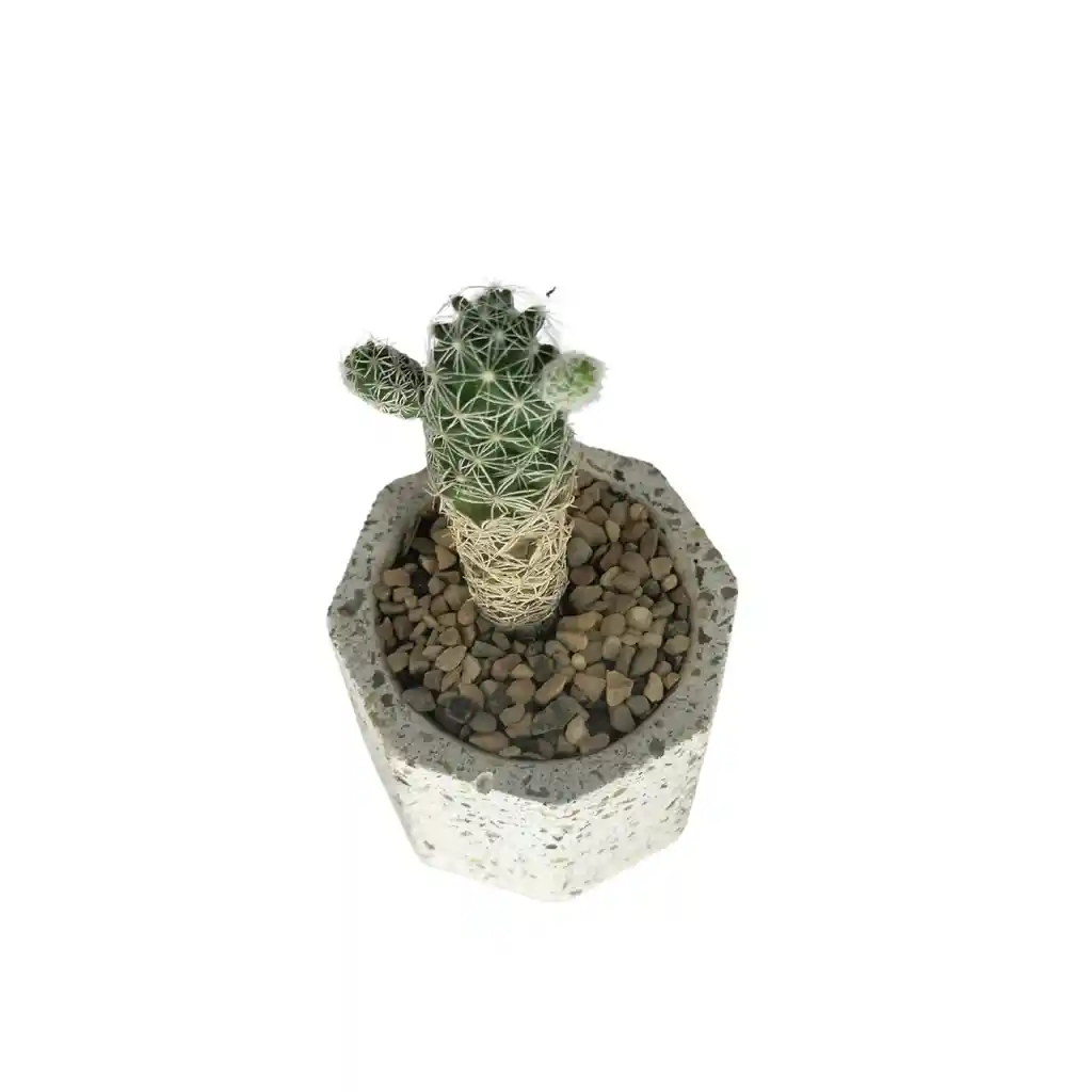 Cactus Bebe Mammillaria Vetula