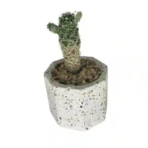 Cactus Bebe Mammillaria Vetula
