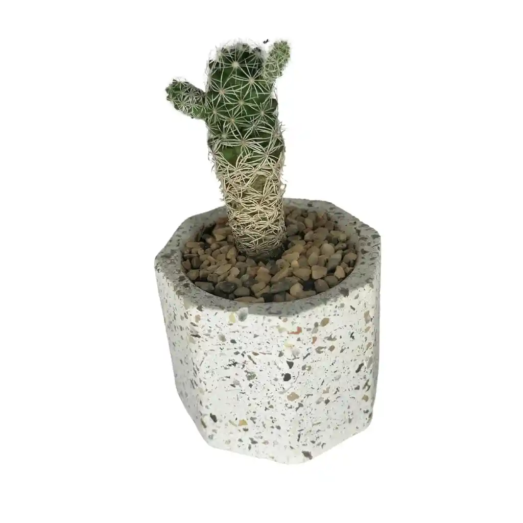 Cactus Bebe Mammillaria Vetula