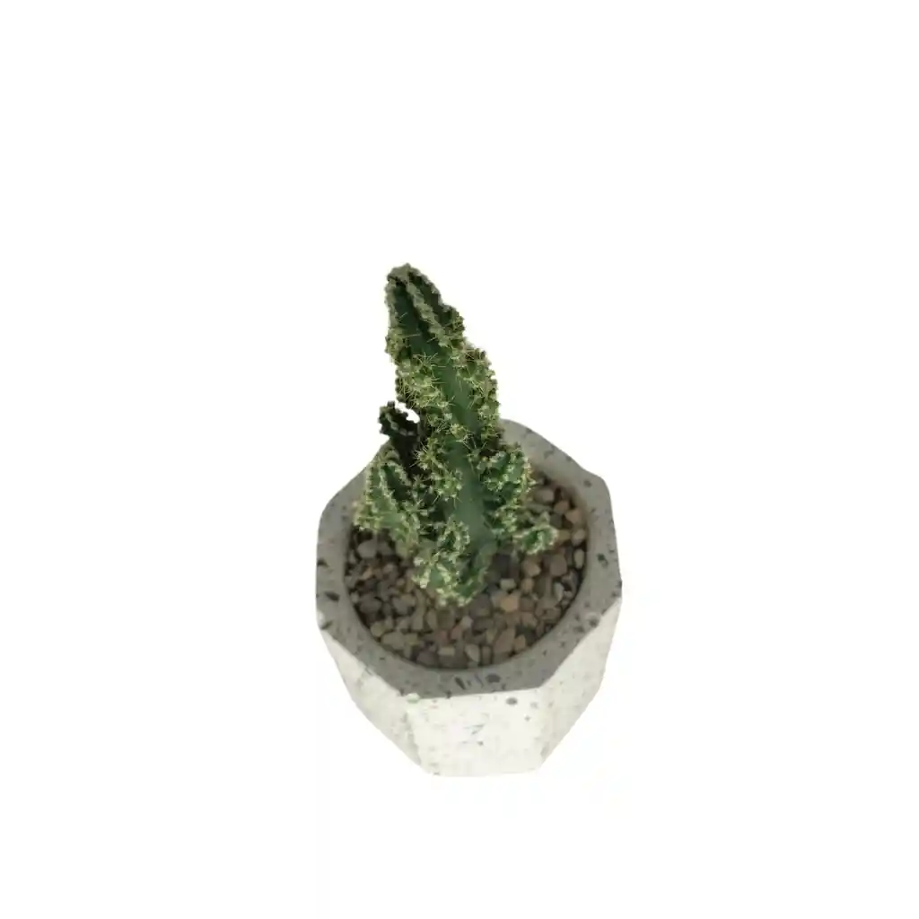 Cactus Bebe Cereus Respandus