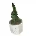 Cactus Bebe Cereus Respandus
