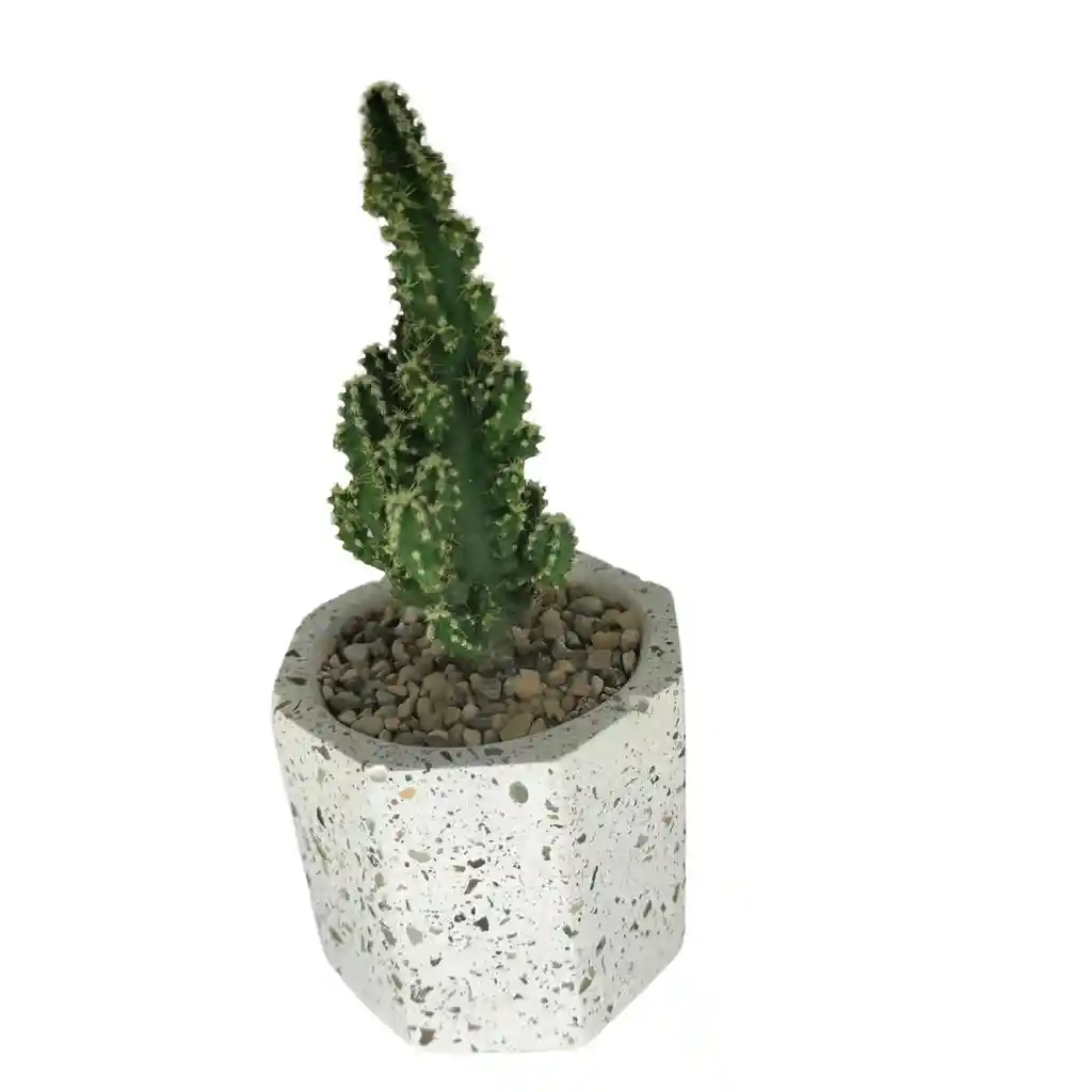 Cactus Bebe Cereus Respandus