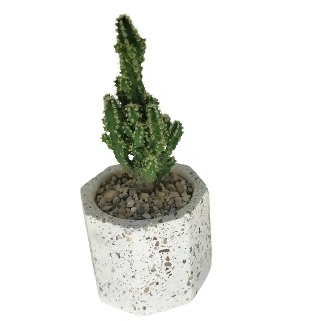 Cactus Bebe Cereus Respandus