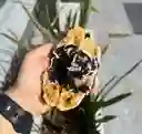 Cookiescream
