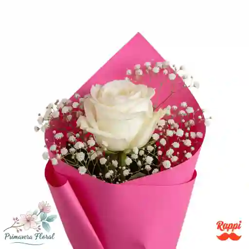 Rosa Blanca