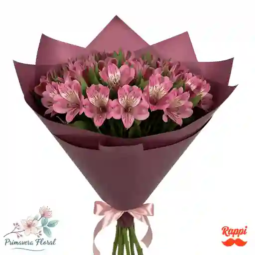 Astromelia Rosa