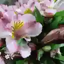 Sueños De Primavera