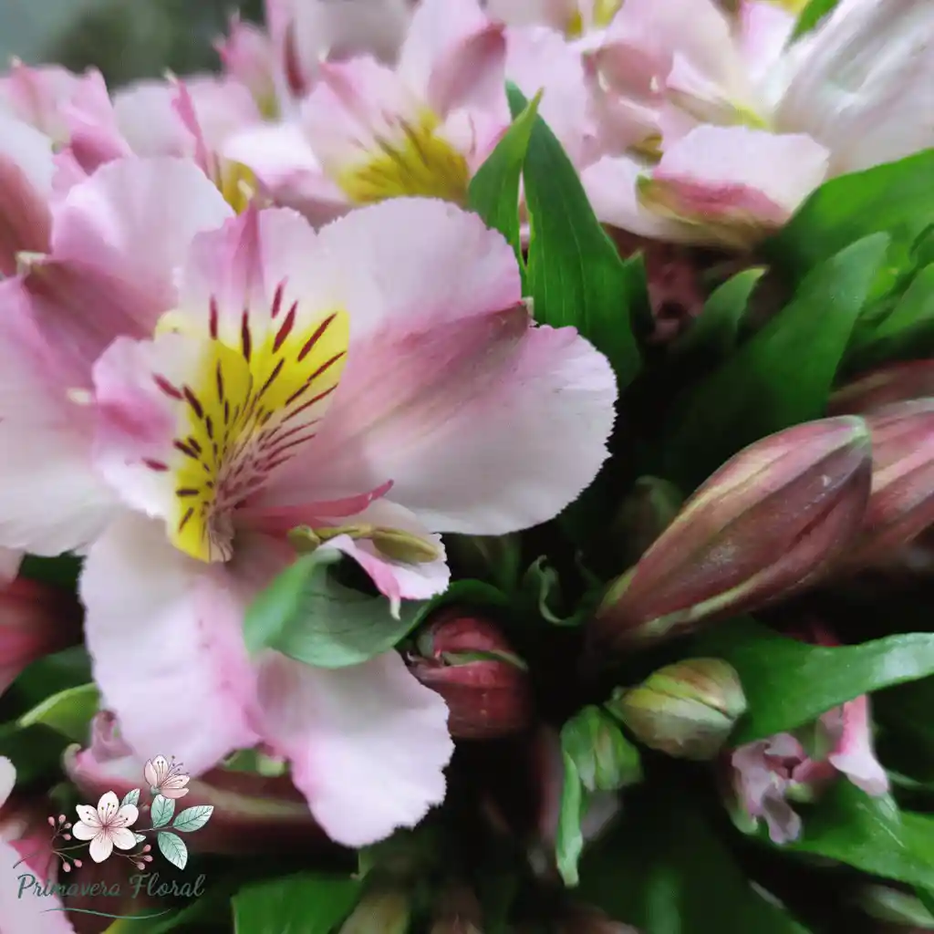 Sueños De Primavera