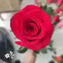 1 Rosa Roja