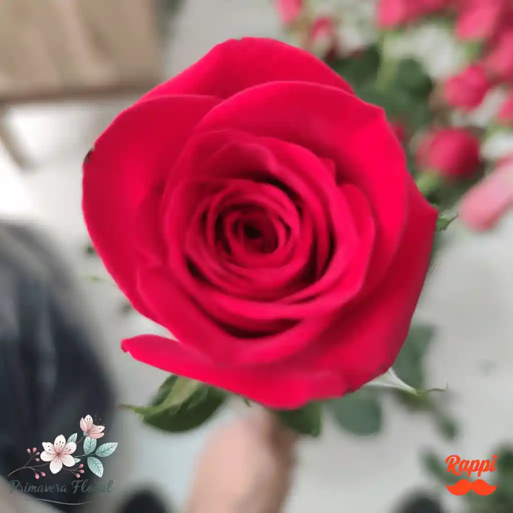 1 Rosa Roja