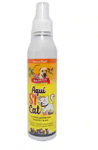 Aqui Si Cat