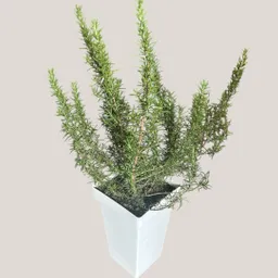 Planta Romero En Matera Negra/blanca