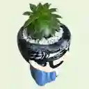 Planta Suculenta Mini Matera Papá