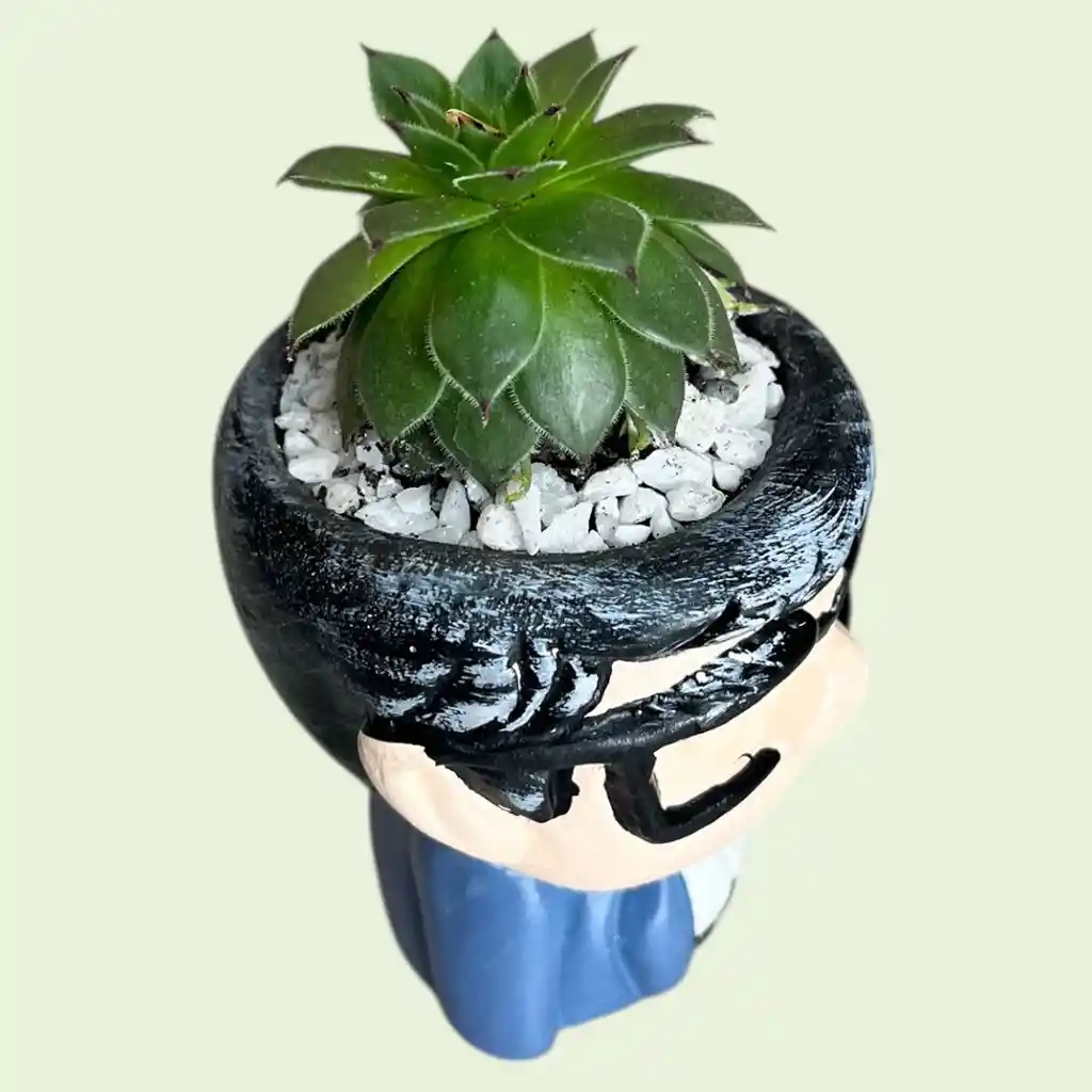 Planta Suculenta Mini Matera Papá