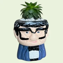 Planta Suculenta Mini Matera Papá