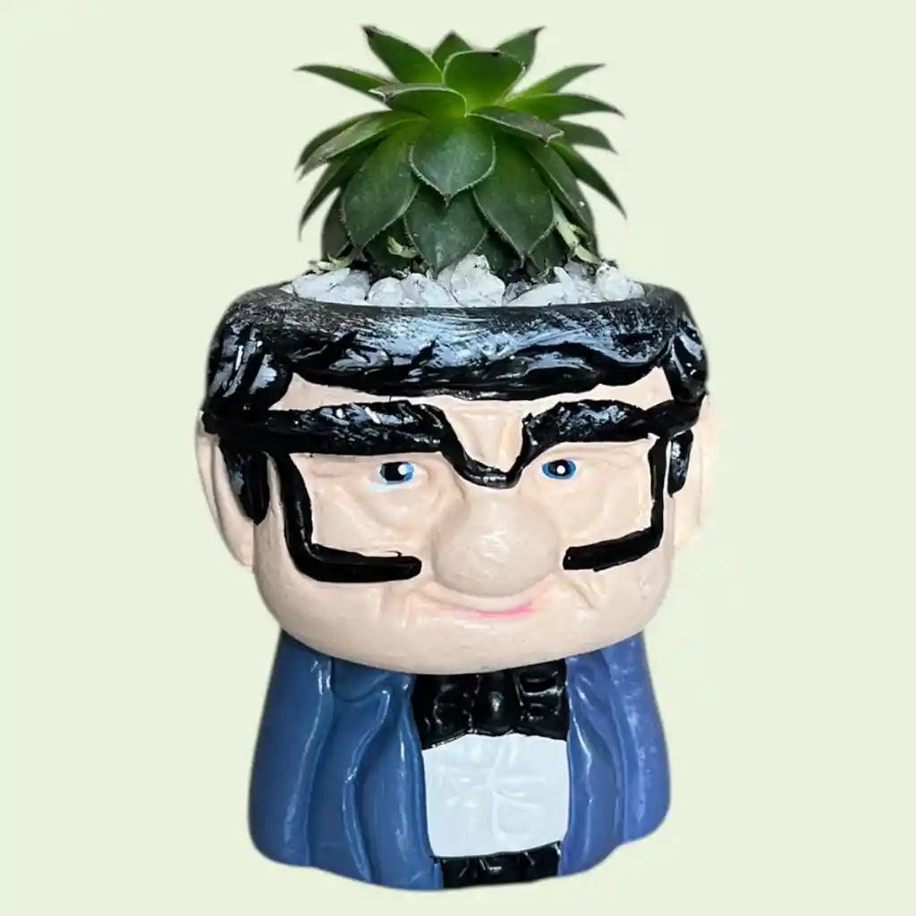 Planta Suculenta Mini Matera Papá