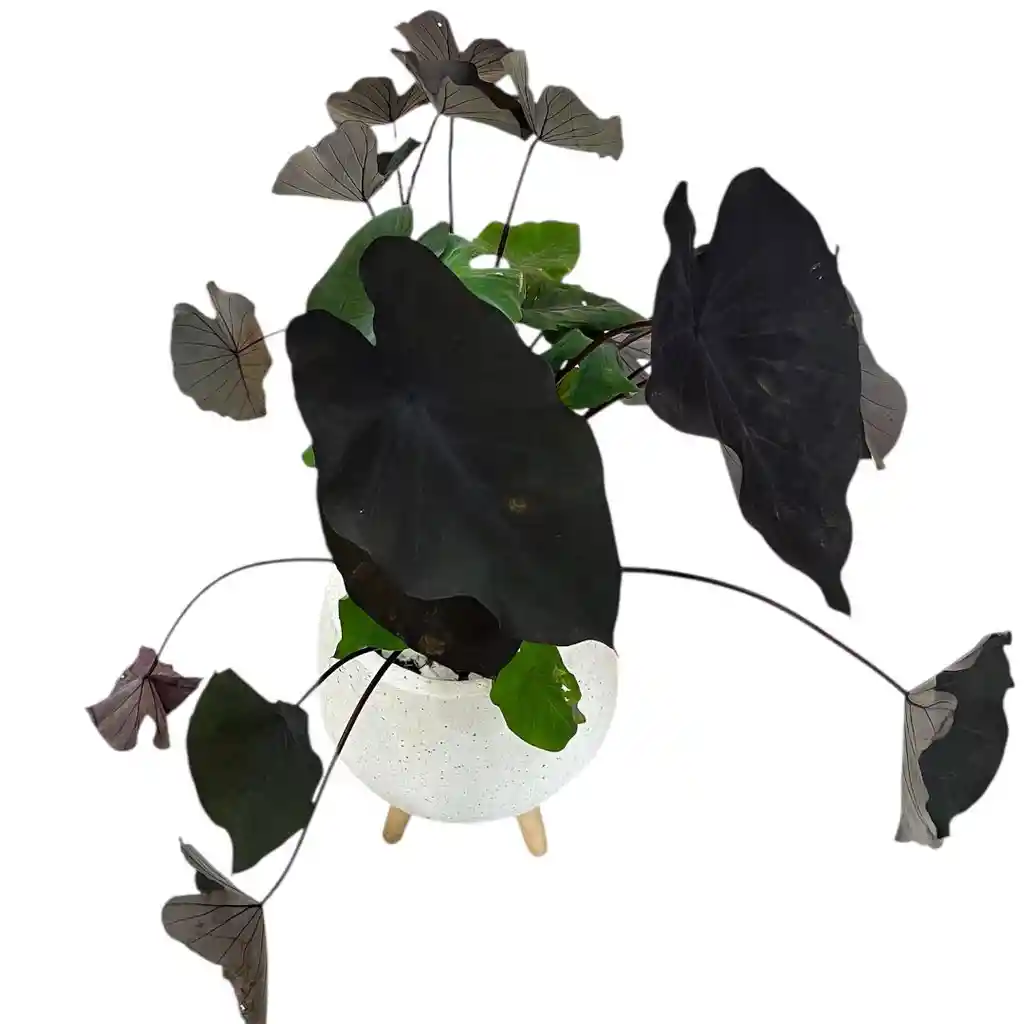 Planta Alocasia Negra Matera De Cemento