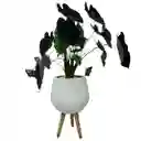 Planta Alocasia Negra Matera De Cemento