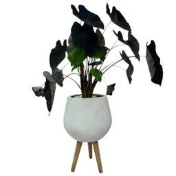 Planta Alocasia Negra Matera De Cemento