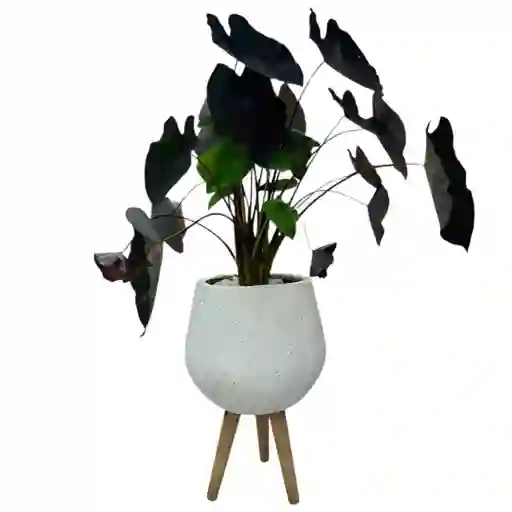 Planta Alocasia Negra Matera De Cemento