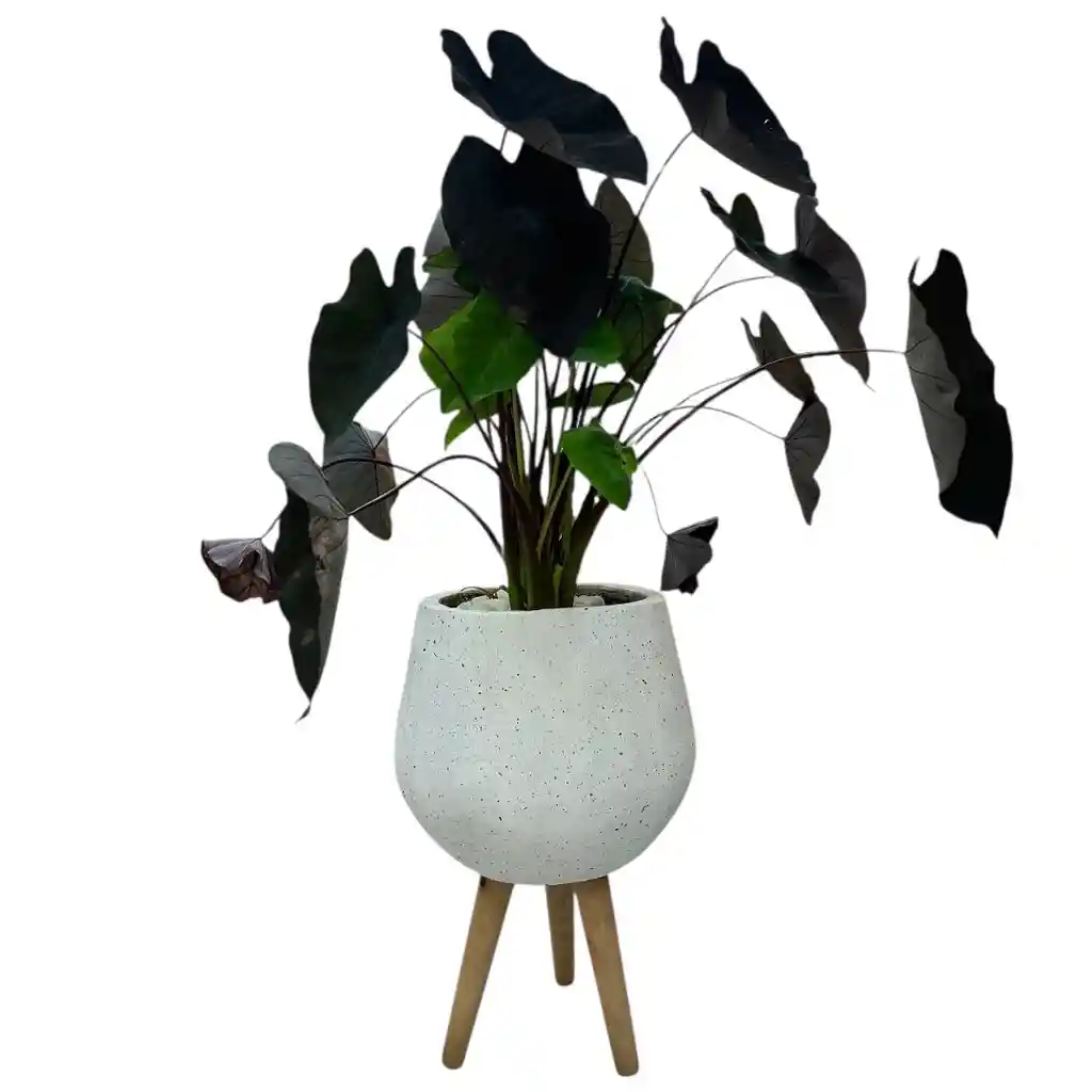Planta Alocasia Negra Matera De Cemento
