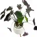 Planta Alocasia Negra Matera De Cemento