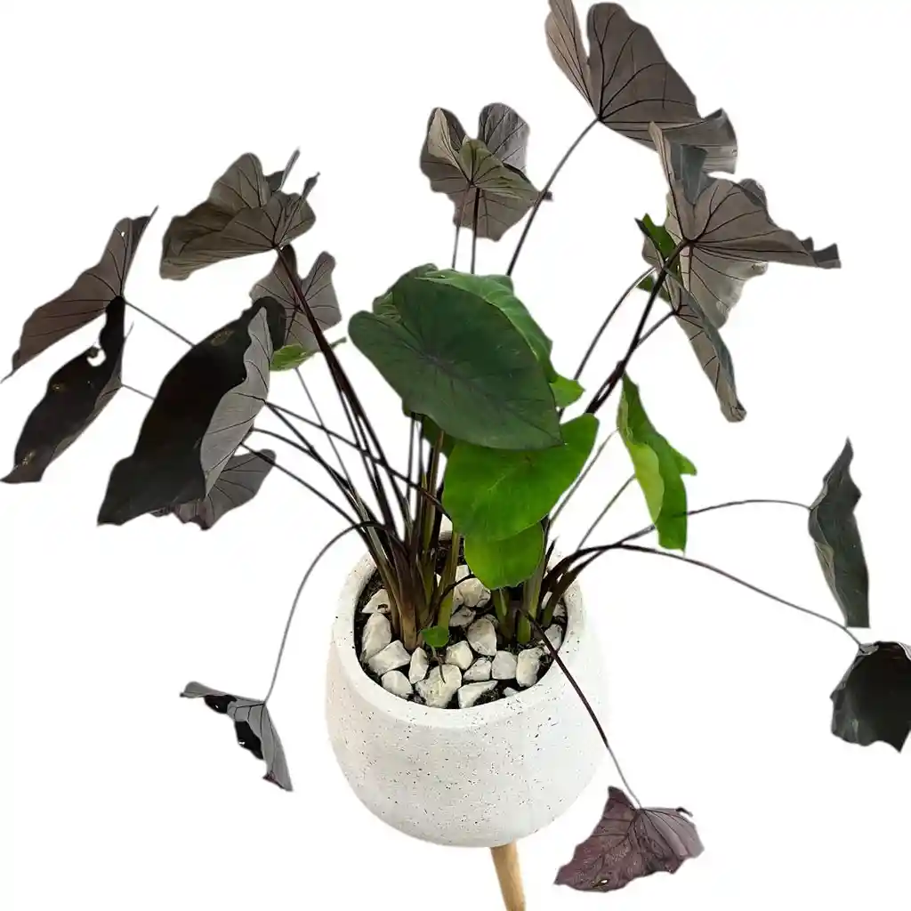 Planta Alocasia Negra Matera De Cemento