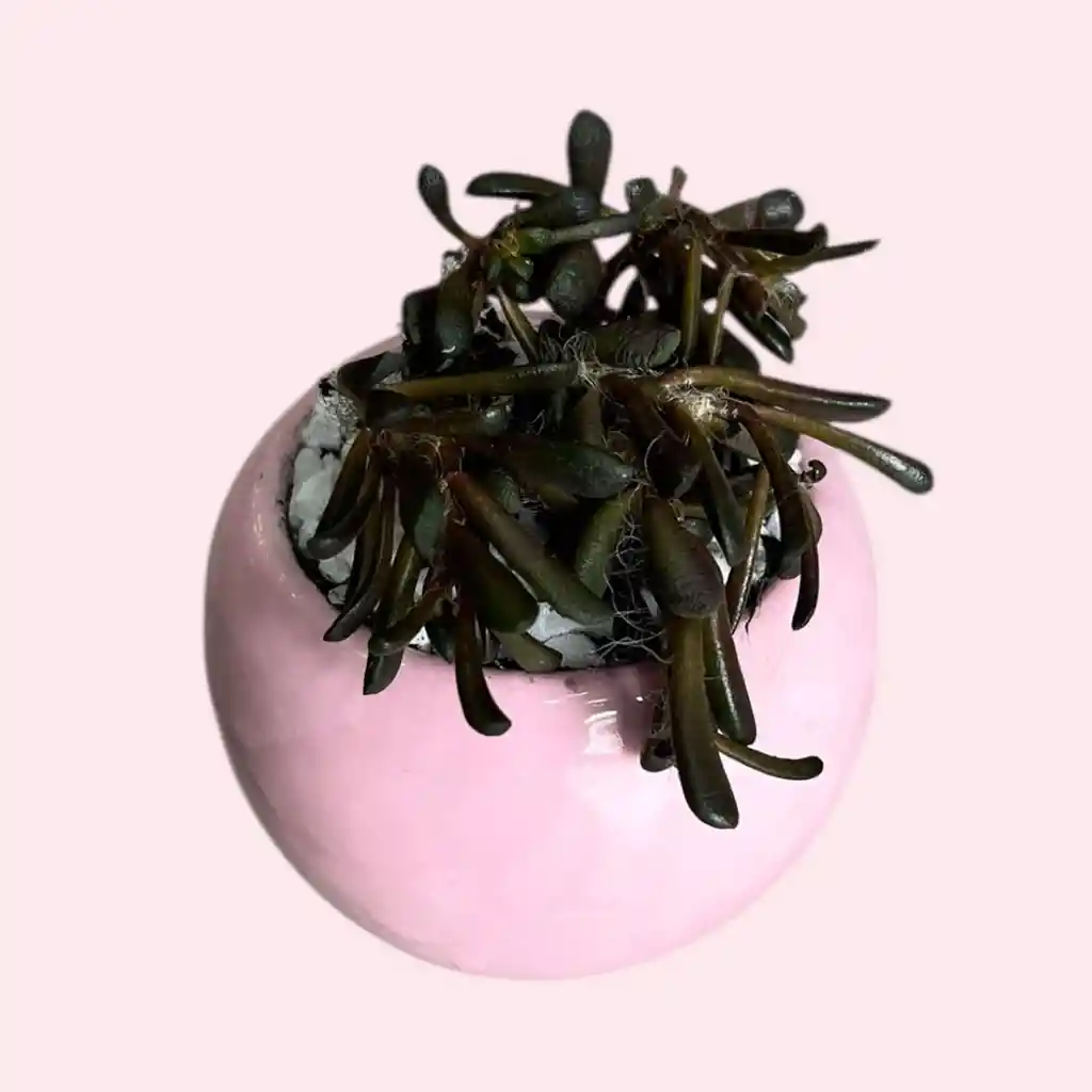 Suculenta Mini Bombonera Rosa