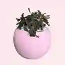 Suculenta Mini Bombonera Rosa