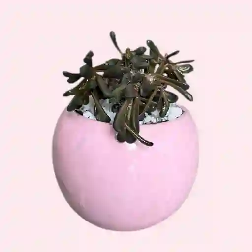 Suculenta Mini Bombonera Rosa
