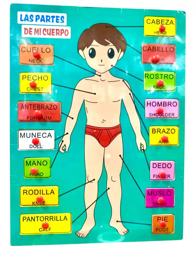 Juego Didactico En Madera Las Partes De Mi Cuerpo Ingles - Español Niño. Dm1233